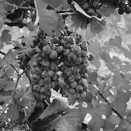 Vakantieboerderij Azienda Agricola Garoglio Davide *