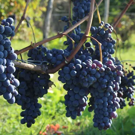 Azienda Agricola Garoglio Davide Vakantieboerderij Alfiano Natta