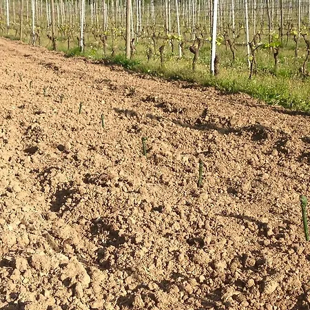 Vakantieboerderij Azienda Agricola Garoglio Davide Alfiano Natta