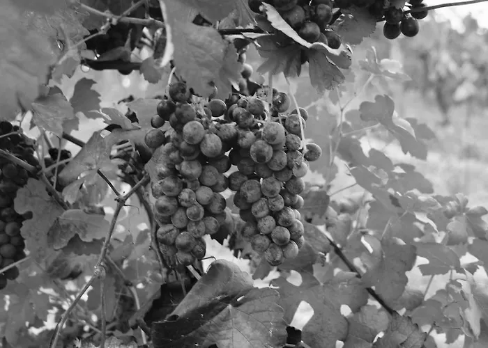 Vakantieboerderij Azienda Agricola Garoglio Davide *