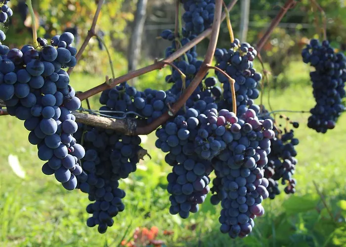 Azienda Agricola Garoglio Davide Vakantieboerderij Alfiano Natta