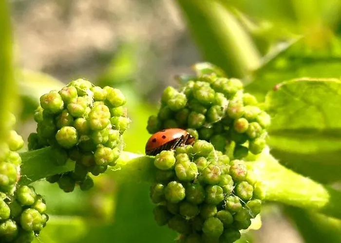 Vakantieboerderij Azienda Agricola Garoglio Davide Alfiano Natta