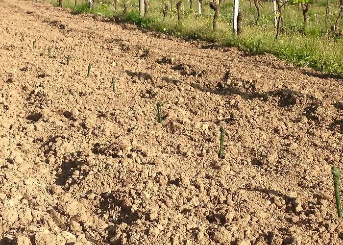 Vakantieboerderij Azienda Agricola Garoglio Davide Alfiano Natta